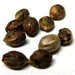 Семена марихуаны АК-47  (Seeds AK-47) в Алексине